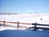 backyard1